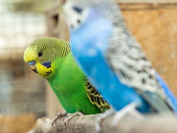 Parakeet best sale bird supplies