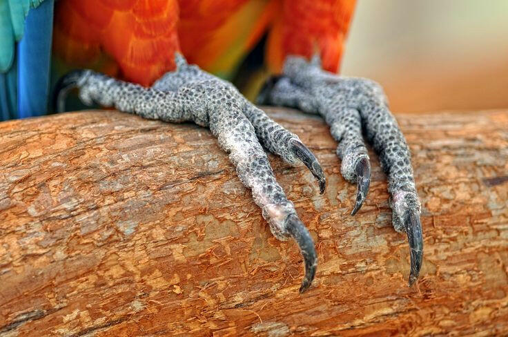 Bird nails.