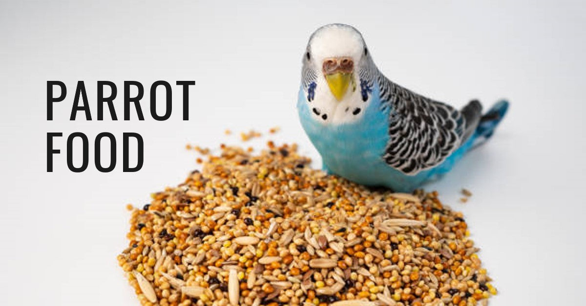 Best online bird store best sale